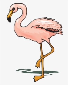 Bird, Flamingo, Shadow, Pink, Wings, Standing, Feathers - Warna Burung Flamingo, HD Png Download, Free Download