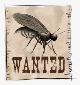 Net-winged Insects, HD Png Download, Free Download
