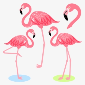 Flamingo Bird Illustration Cartoon Free Frame Clipart - Clipart Flamingo Png, Transparent Png, Free Download