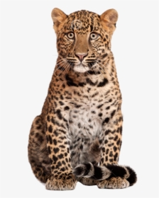Leopard, HD Png Download, Free Download