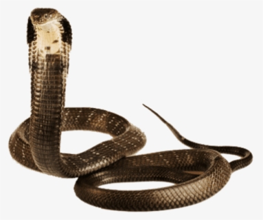Cobra Snake, HD Png Download, Free Download