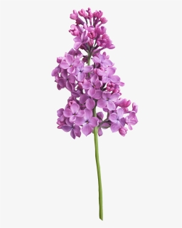 Purple Lilac Flower - Lilac, HD Png Download, Free Download