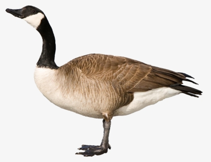 Goose Free Png Images - Canadian Goose Clipart, Transparent Png, Free Download