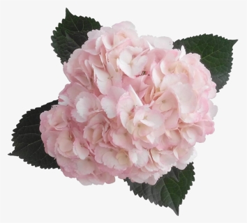 Hydrangea Transparent Pink Banner Transparent Stock - Hydrangeas Colombia, HD Png Download, Free Download