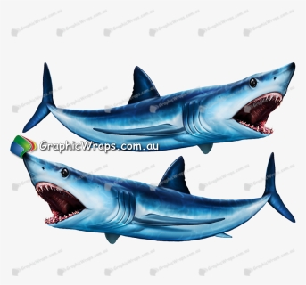 Great White Shark , Png Download - Great White Shark, Transparent Png, Free Download