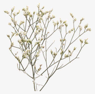 Limonium Sensi Piña Cola, HD Png Download, Free Download