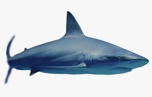 Great White Shark , Png Download - Great White Shark, Transparent Png, Free Download