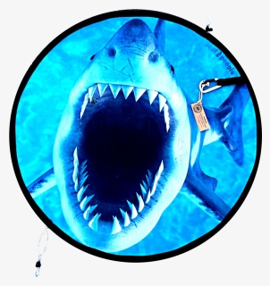 Transparent Jaws Png - Great White Shark, Png Download, Free Download