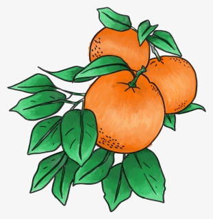 Oranges-solo, HD Png Download, Free Download