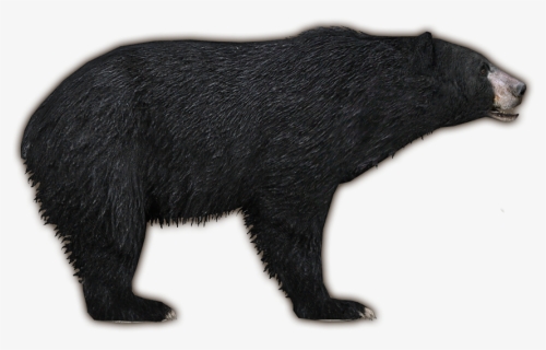 American Black Bear Png Free Image Download - Zt2 Black Bear, Transparent Png, Free Download
