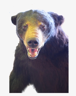 Bear Png Images Free Transparent Bear Download Page 5 Kindpng