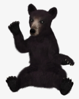 Black Bear White Background, HD Png Download, Free Download