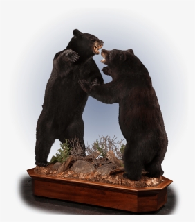 Two Fighting Black Bears Taxidermy - American Black Bear, HD Png Download, Free Download