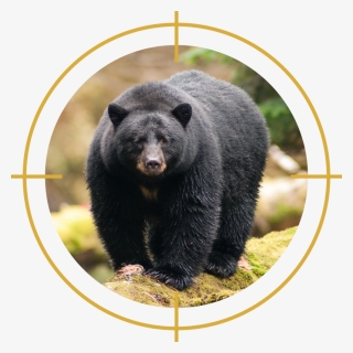 Conservation Officers Killed 1,872 Black Bears Between - American Black Bear, HD Png Download, Free Download