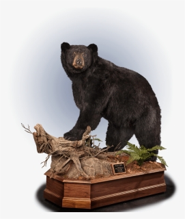 Black Bear Taxidermy - Statue, HD Png Download, Free Download