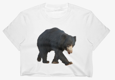 Sloth Bear Png - Sloth Bear, Transparent Png, Free Download