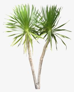 Thumb Image - Png Image Tropical Plant, Transparent Png, Free Download