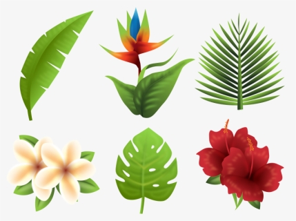 Tropics Euclidean Vector Flower - Tropical Plants Free Png, Transparent Png, Free Download
