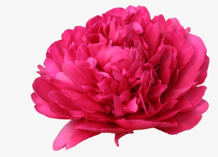 Paul M Wild Peony, HD Png Download, Free Download