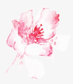 Peony - Lily, HD Png Download, Free Download