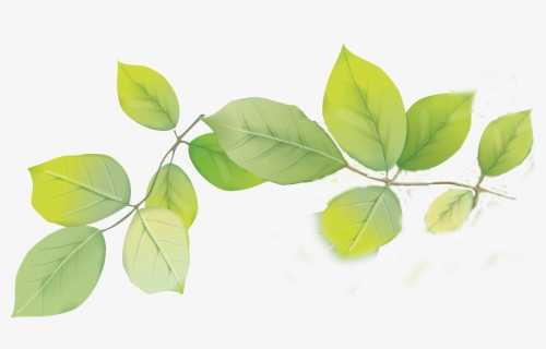 Leafs Png , Png Download - Twig, Transparent Png, Free Download
