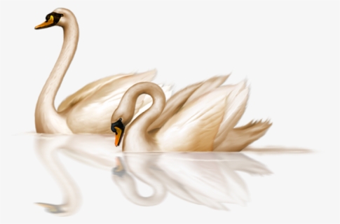 Swans Png Transparent, Png Download, Free Download
