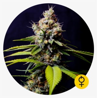 Blueberry 420 Auto Feminised Cannabis Seeds - Blueberry 420 Auto The Bulldog Seeds, HD Png Download, Free Download