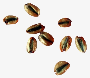 Sequoia Seeds - Seed, HD Png Download, Free Download