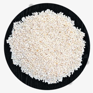 Seed Png, Transparent Png, Free Download