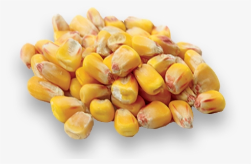 Corn Kernels, HD Png Download, Free Download