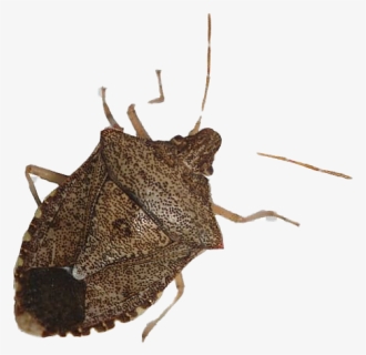 True Bug Insect - Stink Bug Transparent Background, HD Png Download, Free Download