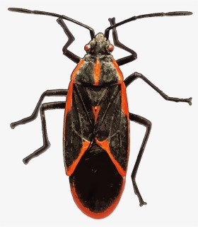 True Bug Insect Png Free Download - Box Elder Bug, Transparent Png, Free Download