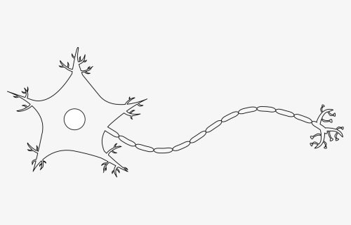 Drawing Of A Neuron, HD Png Download, Free Download