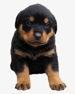 Rottweiler Puppy - Rottweiler, HD Png Download, Free Download