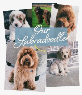 Our Labradoodles, HD Png Download, Free Download
