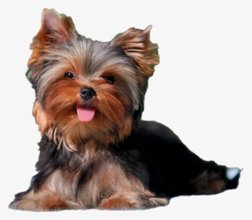 Yorkshire Terrier Puppy Png File - Yorkie Full Grown, Transparent Png, Free Download
