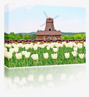 Windmill , Png Download - Windmill, Transparent Png, Free Download