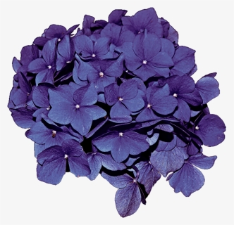 Hydrangea Transparent Clip Art - Purple Hydrangeas Png, Png Download, Free Download