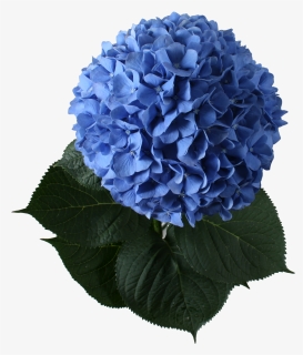 3 Images - Marcos De Hortensias Azules, HD Png Download, Free Download