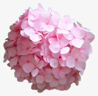 #hortensia #hydrangea #rosa #pink #flower - Hydrangea Serrata, HD Png Download, Free Download