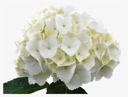 White Hydrangeas Png, Transparent Png, Free Download