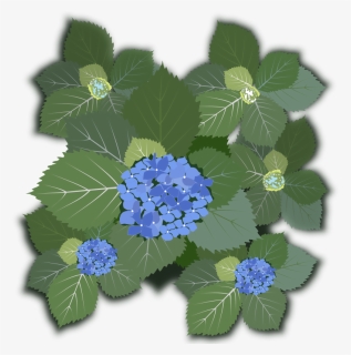 Hydrangea Macrophylla - Hydrangea Macrophylla Png, Transparent Png, Free Download