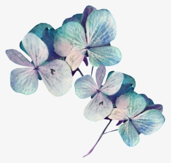 Sekadadesigns Goodnight Element ❤ Liked On Polyvore - Hydrangea, HD Png Download, Free Download