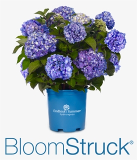 Bloomstruck - Summer Crush Hydrangea, HD Png Download, Free Download