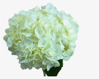 Hydrangea Png Photos - Hydrangea, Transparent Png, Free Download