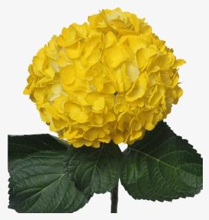 Tinted Dark Yellow - Hydrangea, HD Png Download, Free Download