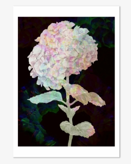Hydrangeas, HD Png Download, Free Download