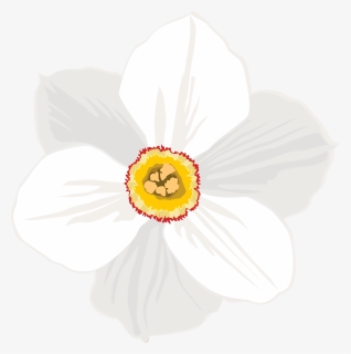 Daffodil Clipart Transparent Background , Png Download, Png Download, Free Download