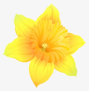 Daffodil Png , Png Download, Transparent Png, Free Download