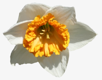 Daffodil Png Image - Portable Network Graphics, Transparent Png, Free Download